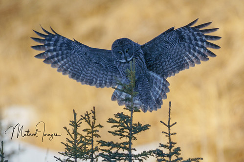 Great Gray Owl landing | by Eddy Matuod