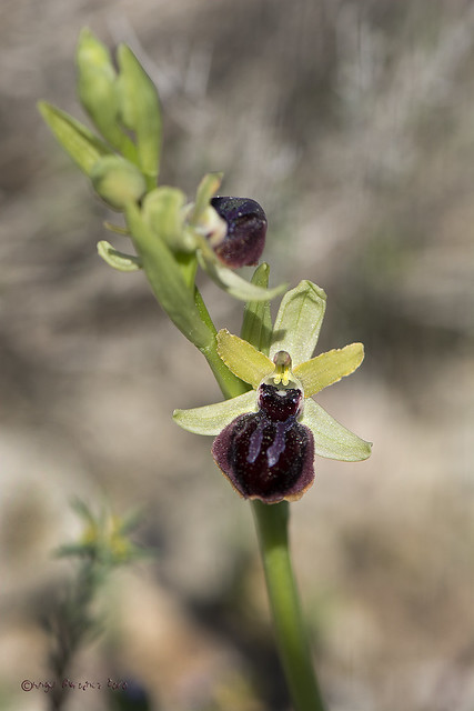 Ophrys (sphegodes) passionis
