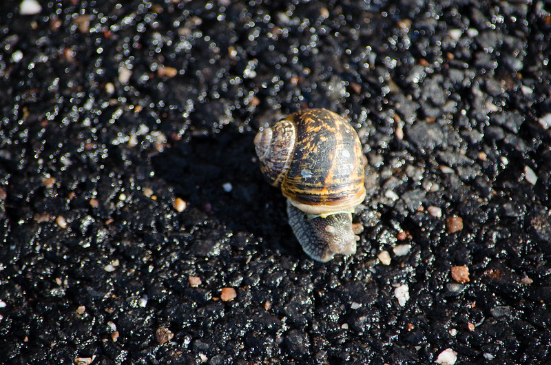 Snail crossing a road
