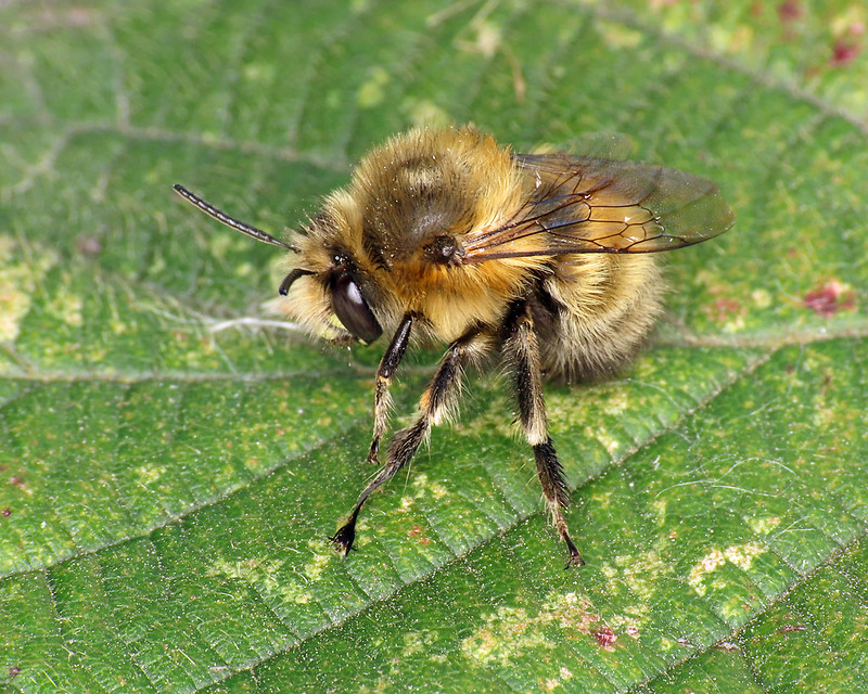 Anthophora plumipes - Hairy Footed Flower Bee [A]
