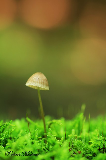Small Mushroom in the Forest