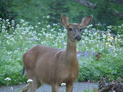 deer in Mount Rainer