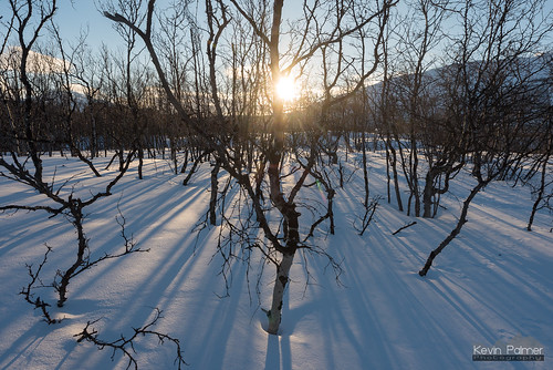 abisko sweden swedishlapland europe march winter cold snow snowy tamron2470mmf28 evening sunny sunset birchtrees shadows nuolja