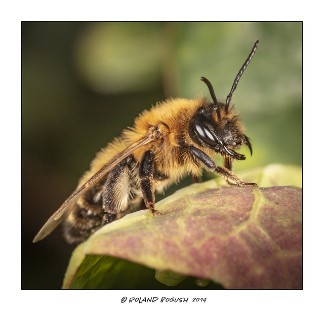 Macro Bee 1