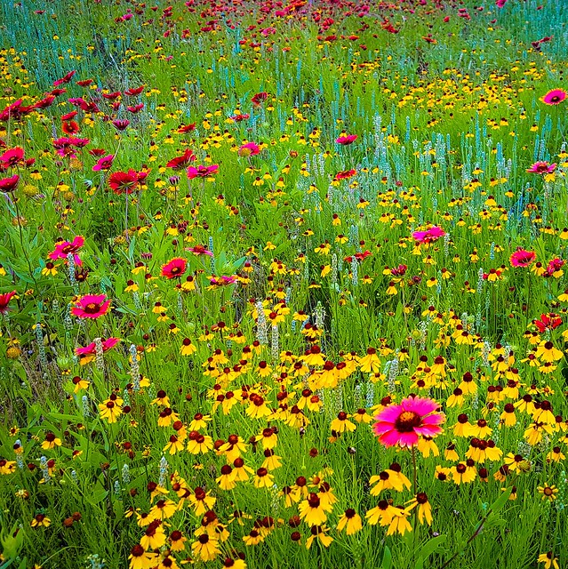 Mixed Wildflowers Blooming