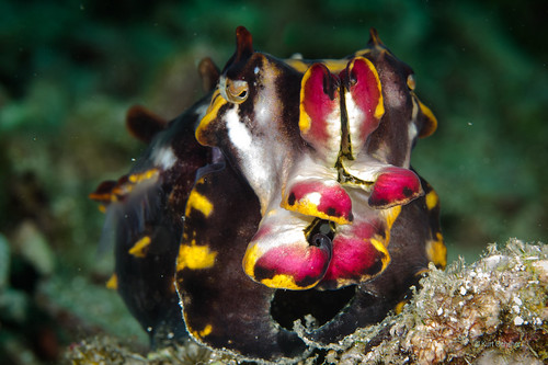 Seppia Flamboyen