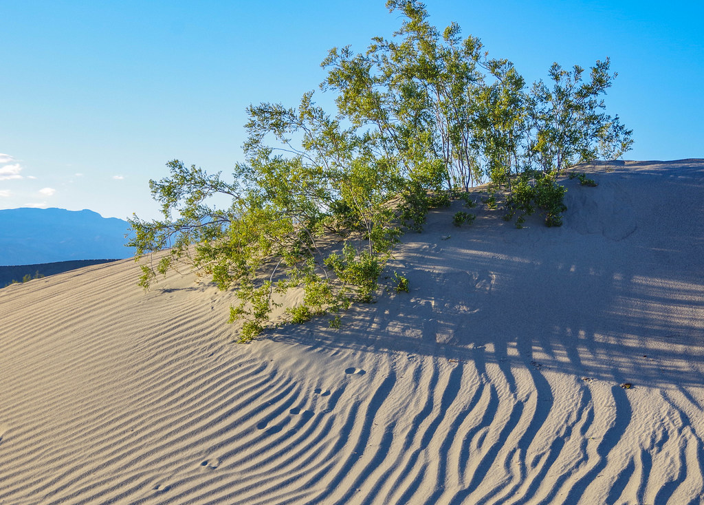 Death Valley: Mesquite bush at dunes