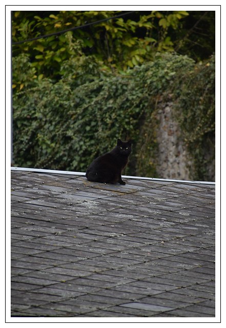 Le chat noir sur le toit