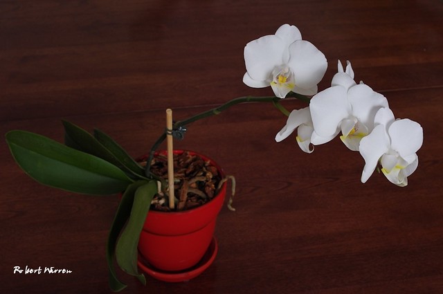 L'Orchidée, agréable compagne de nos hivers... / Orchids: Our friendly winter flower