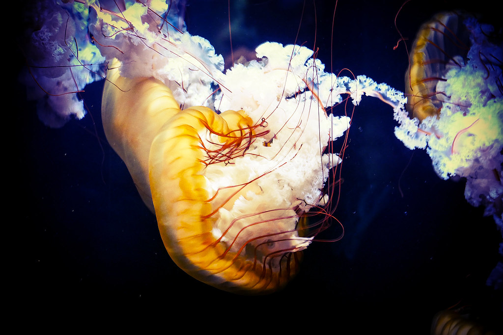la danza della medusa 3
