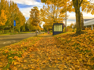 Autumn leaf color, Microsoft Way at Microsoft Campus, Redmond, Washington