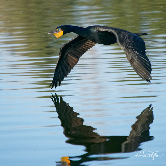 Male Cormorant Flies Close, Reflecting In Morning Light