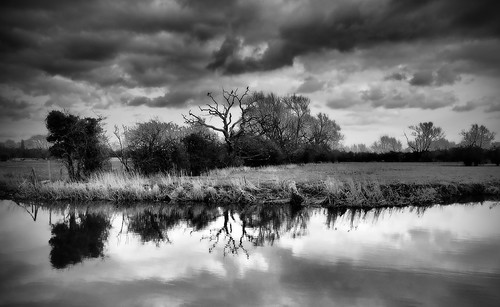Three cormorant tree | by Tim J Clarke
