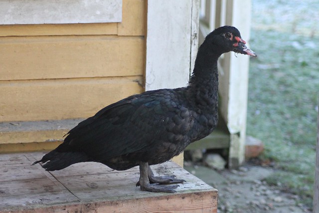 Muscovy duck, male. (Black)