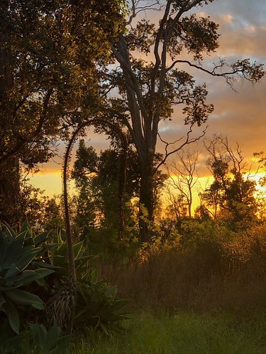 Sunset by coneslayer, Ocean View Estates, Hawaiiappleiphone phones plants sun sunset trees iphone iphone10 iphonex oceanvi