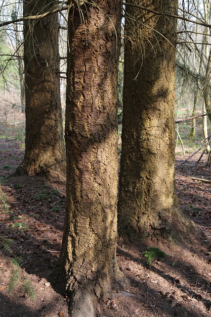 Douglas fir bark - near Eridge 