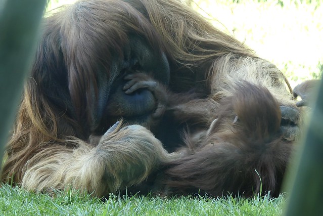 Dad Satu and Daughter Aisha - Orangutans at the San Diego Zoo, California on March 16, 2019
