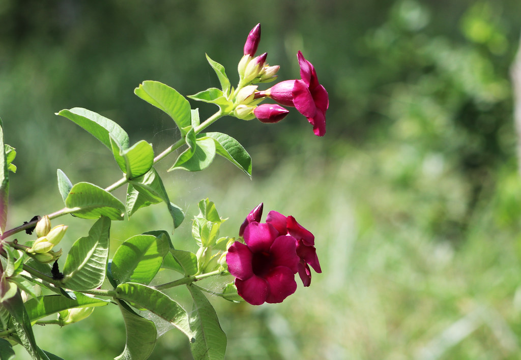 Alamanda-roxa ( Allamanda blanchetti), Vale da Neblina-PB,… | Flickr