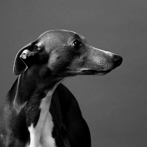 Pip | by george pllu