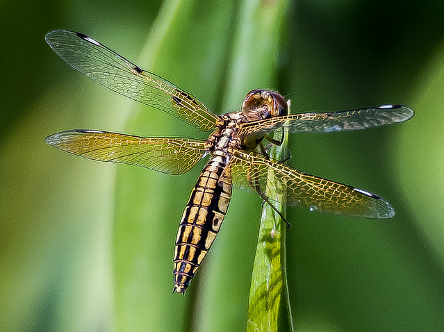 Dragonfly in Chiang Mai