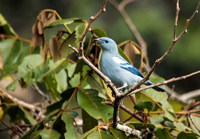 IMG_3837  Blue-gray Tanager, in Ecuador