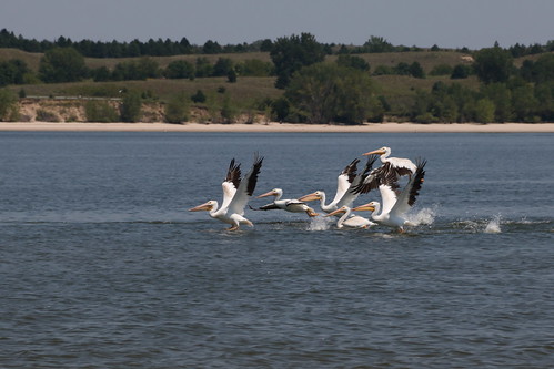 pelicansbirdscalamusreservoirbeachsandnebraskasandhillssandhillsburwellnebraskasummerwildlife