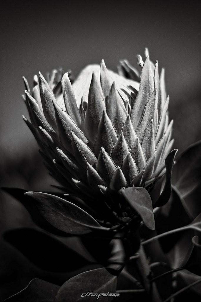 Wild Protea
