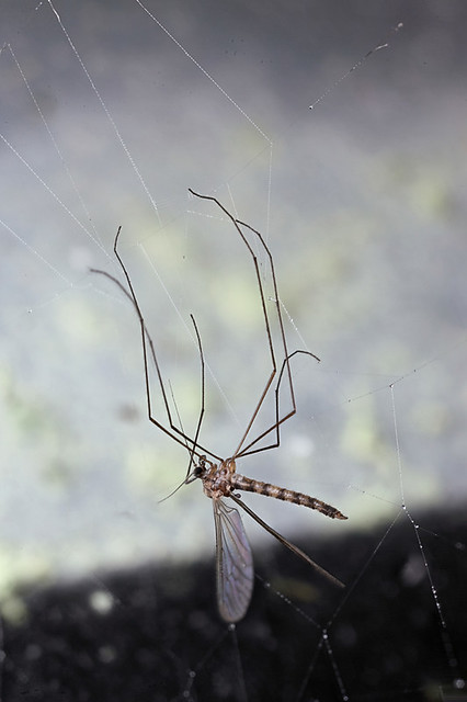 Small cranefly caught in a spider's web #1