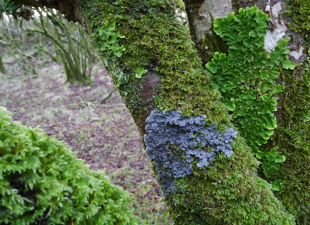 Lichen, moss & liverwort on hazel (Corylus avellana), Ballachuan Hazelwood SWT Reserve, Seil