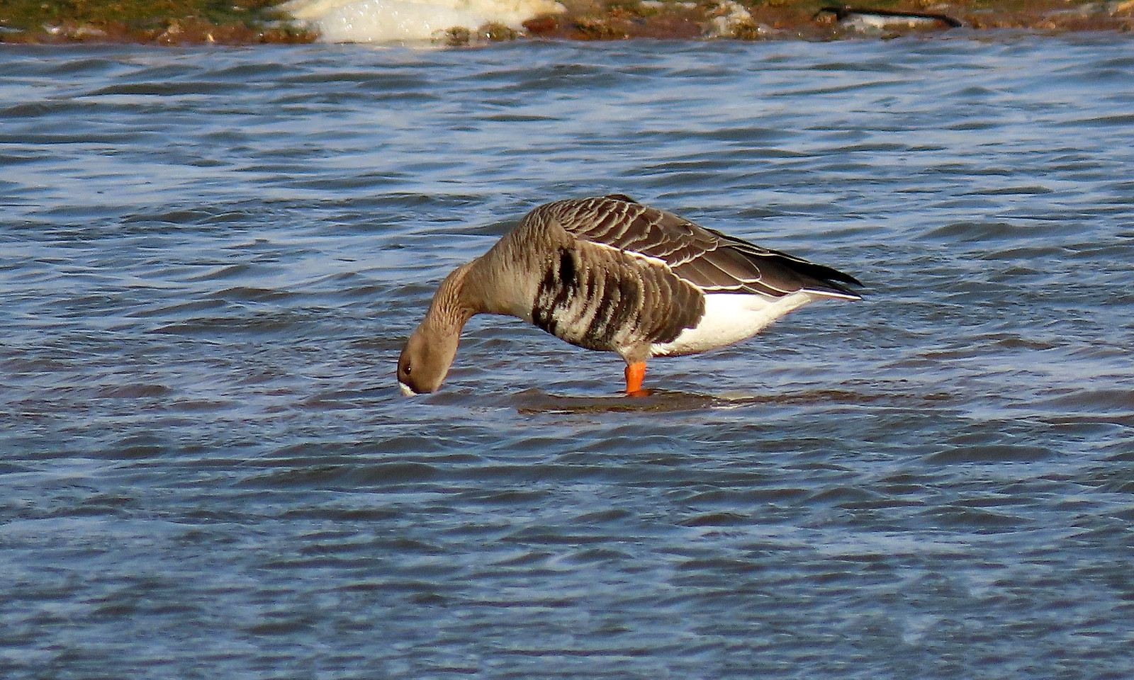 White-fronted Goose - Anser albifrons