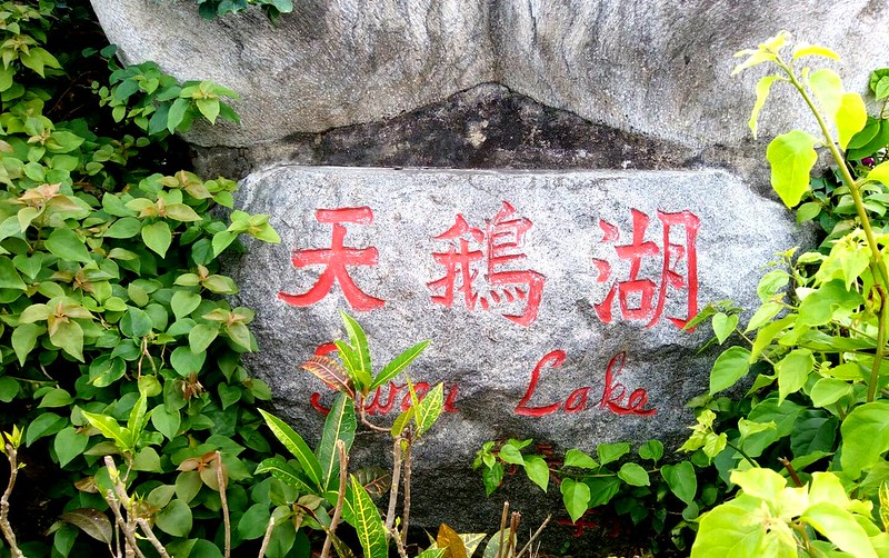 台南新營天鵝湖 (16)