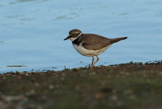 Little Ringed Plover feeding at the waters edge at Willow Farm Lake