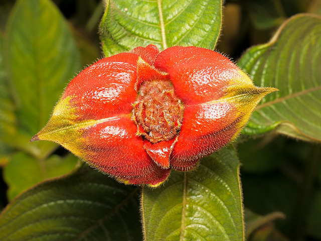 Psychotria poeppigiana, Rubiaceae