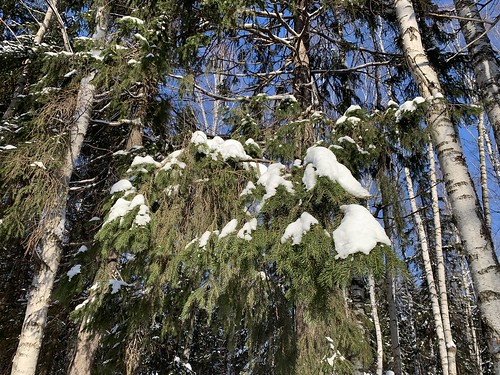 россия урал 2019 russia ural tree snow winter sky forest wood landscape