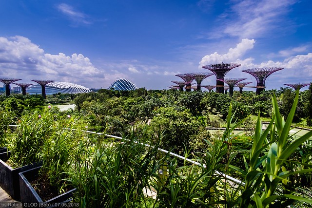 Gardens by the Bay viewed from the Marina Bay Sands