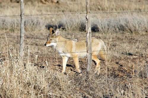 coyote prescottnationalforest yavapaicounty arizona