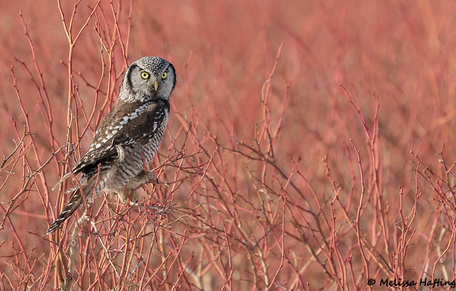 Northern Hawk Owl (Surnia ulula caparoch) - BC