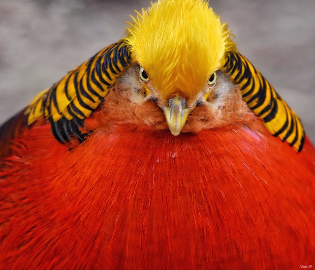 'The Judge'!  -  Golden Pheasant portrait!