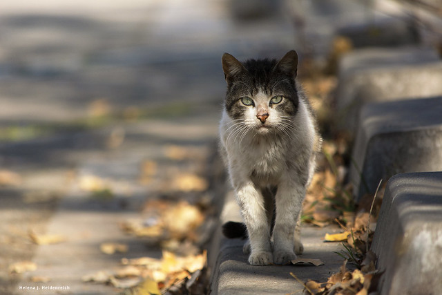 Madar, street cat
