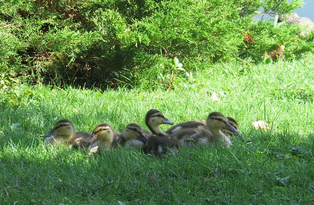 duckling family