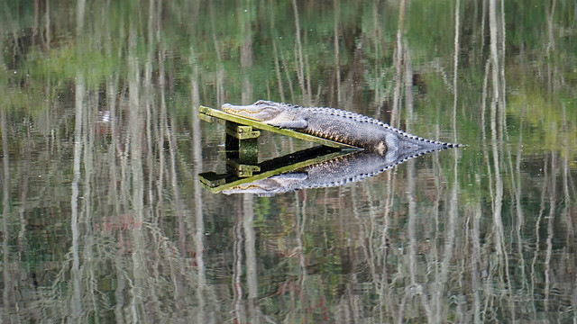 Deceiving quietness II - Alligator reflection