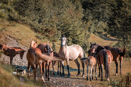 horse horses mountain nature wild