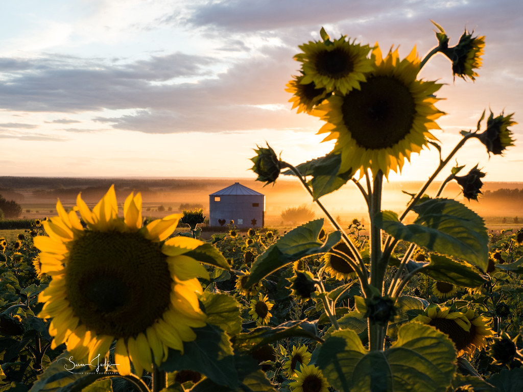 A Day in A Sunflower Field-8 | OLYMPUS DIGITAL CAMERA | Flickr