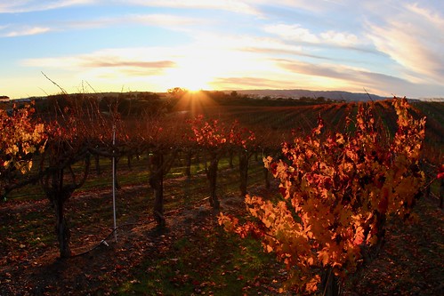 california sunset dusk sun vineyard winter
