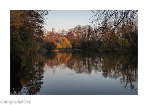 canoneosm5 neusserstadtgarten park morgen goldenlight goldenhour wasser water pond teich parkanlage bäume trees