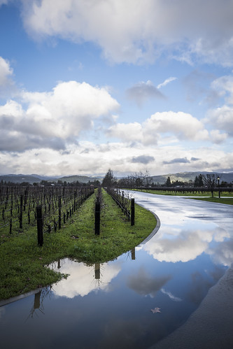 california 2019 napa clouds reflection winter leica grapevines sky landscape puddle rain vineyard