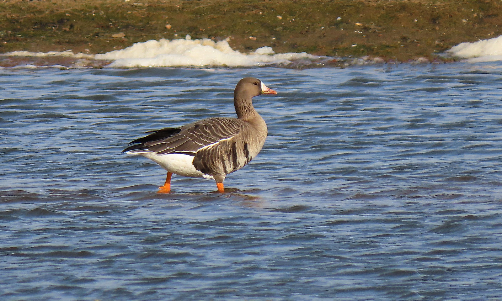 White-fronted Goose - Anser albifrons