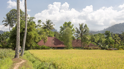 vacation holiday asia indonesia indonesie sawadee java harnis plantation kalibaru rice fields trees id