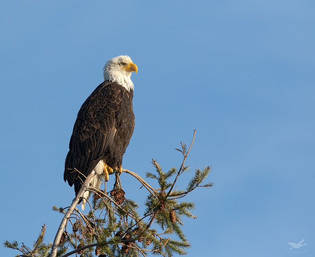 Skagit Flats Eagle