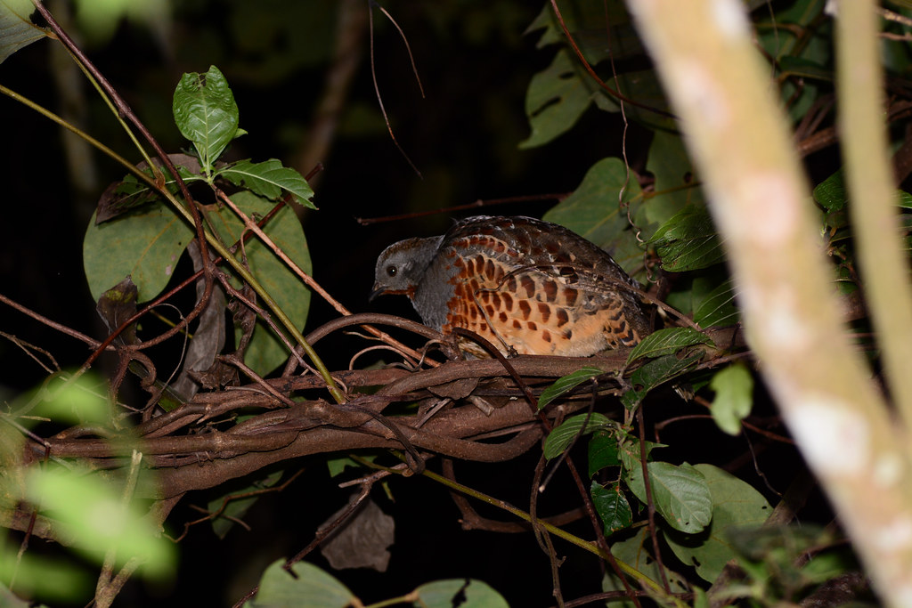 Taiwan Bamboo Partridge Sleeping by the Trail